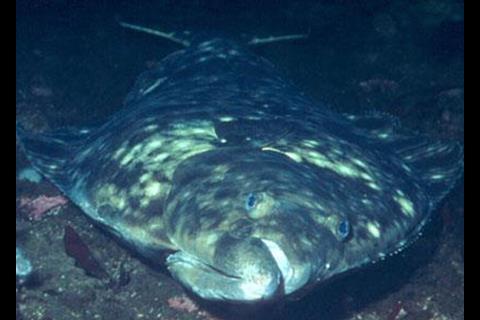 Pacific halibut. Credit: NOAA